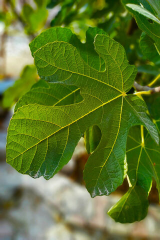 Nature's Embrace: The Beauty of Green