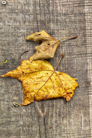 Whispers of Autumn 🍂