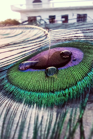 Nature's Colorful Masterpiece: The Peacock Feather