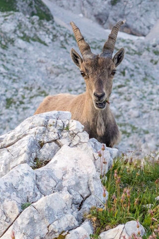 Majestic Capricorn: Guardian of the Mountains 🏔️✨