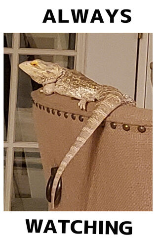 Always Watching