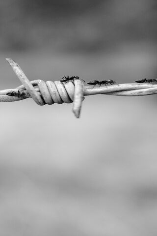 Barbed Wire Ants