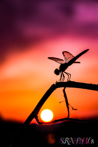 Dancing in the Twilight: The Dragonfly's Serenade 🐉🌅
