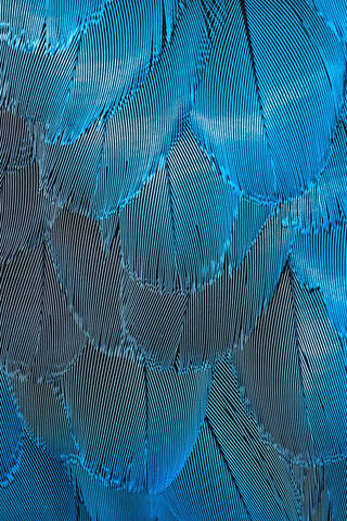 Ocean Breeze: The Beauty of Feathers 🌊🪶