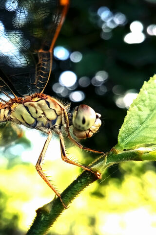 Nature's Close-Up: The Dragonfly Delight 🐉🌿