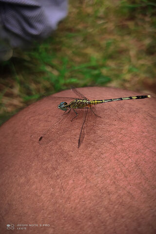 Dragon Fly