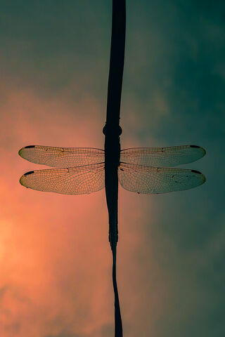 Dancing in the Twilight: The Enigmatic Dragonfly 🐉✨