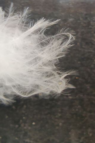 Whispers of the Sky: The Delicate Feather