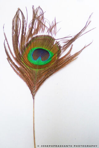 Peacock Feathers