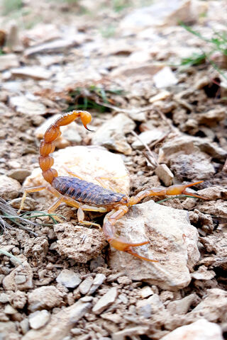 The Fearsome Scorpion: Nature's Tiny Warrior 🦂