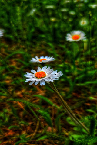 Blossoms of Blessing: Celebrating Shree Ganesh 🌼🙏