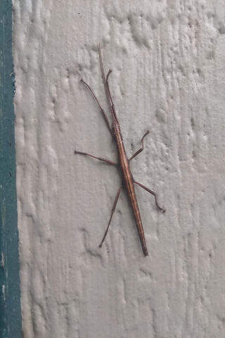 The Elusive Stick Bug: Nature's Master of Disguise! 🦗🌿