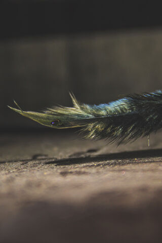 The Enigmatic Lensbug: Nature's Hidden Marvel 🐞✨