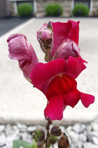 Snap Dragon