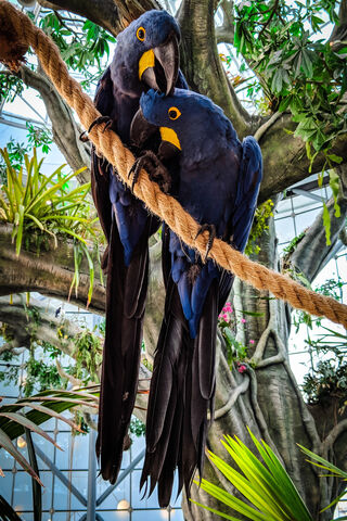 Colorful Companions: The Majesty of Macaws 🌈🦜
