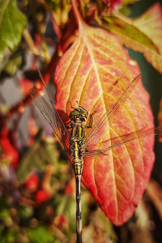 Nature's Jewel: The Dragonfly's Dance 🐉✨