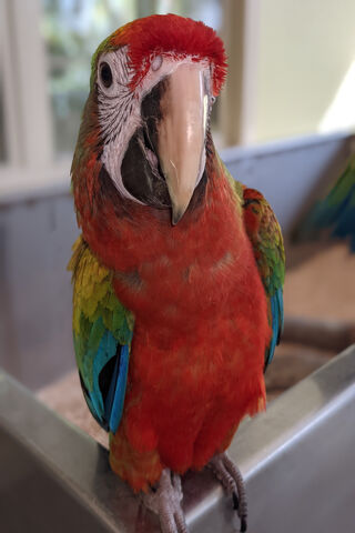 Charming Colors of Flirty Birdie 🦜✨