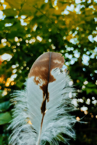 Nature's Whisper: The Feathered Touch