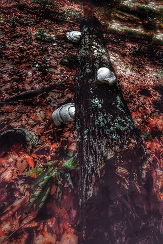 Mimir's Wisdom: Nature's Secrets Revealed 🍂🌳