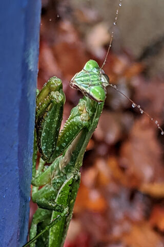 Praying Mantis