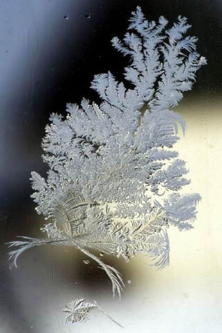 Frosty Twig: Nature's Icy Art 🌬️❄️