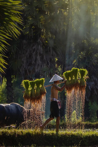 Harvest Harmony: A Glimpse into Rural Life 🌾✨