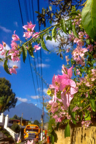 Blossoms of San Juan Del Obispo 🌸