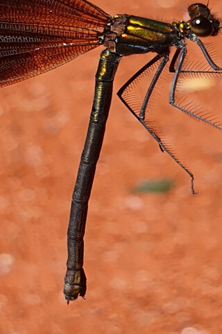 The Enigmatic Dragonfly S10: Nature's Jewel 🐉✨