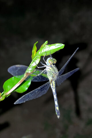 Dragonfly