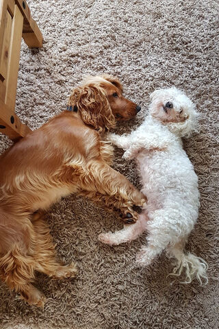 Paws and Play: A Cozy Canine Duo 🐾❤️