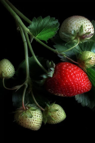 Sweet Summer Delights 🍓