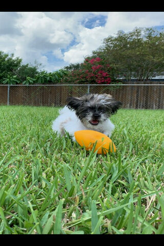 Playful Paws and a Touchdown Toy! 🐶🏈