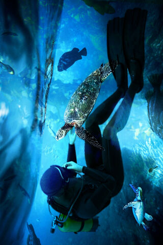 Underwater Wonders: A Diver's Encounter with a Sea Turtle 🐢🌊