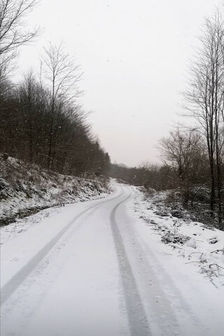 Winter Wonderland: The Serene Snowy Path