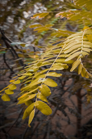 Golden Embrace of Autumn 🍂✨