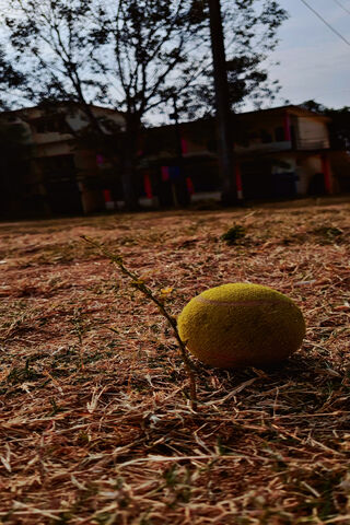 The Heart of the Game: A Cricket Ball's Journey 🏏