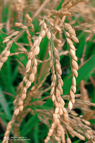 Golden Harvest: The Beauty of Rice Fields 🌾✨