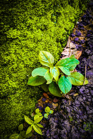 Nature's Resilience: A Green Oasis