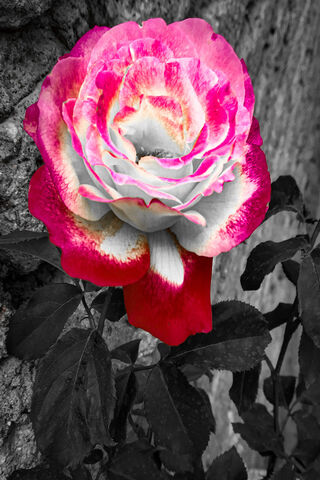 Blooming Elegance: The MSD Rose 🌹✨