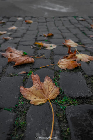 Winter Leafs