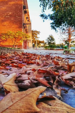 Autumn's Whisper: A Prelude to Winter 🍂❄️