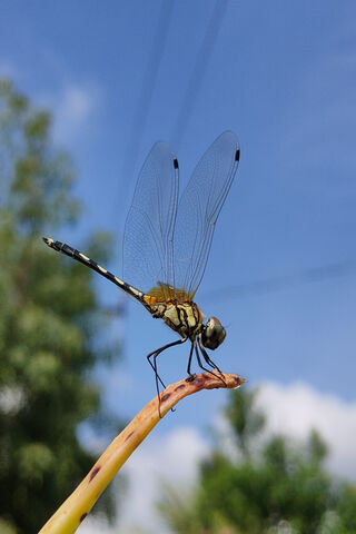 Dancing in the Sky: The Graceful Dragonfly