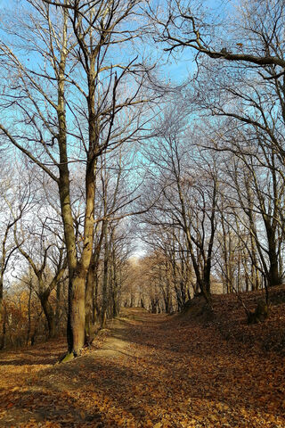 Autumn Serenity 🍂