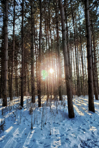 Enchanted Snowy Forest 🌲❄️