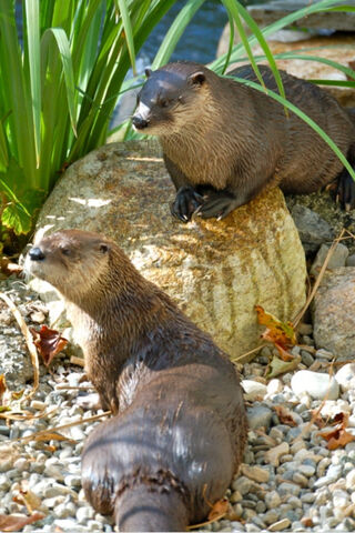 Relaxing River Otters: Nature's Playful Duo 🦦💦