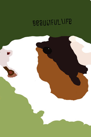 Charming Moments of Guinea Pig Life 🐹✨