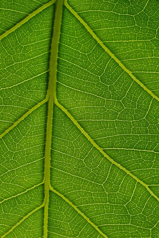 Emerald Serenity: Nature's Canvas 🌿✨