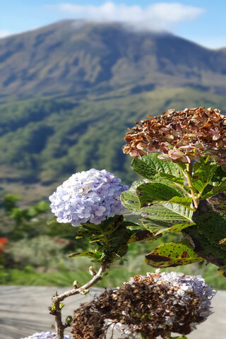 Nature's Palette: The Beauty of Hydrangeas