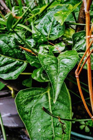Emerald Oasis: Nature's Refreshing Embrace 🌿💧