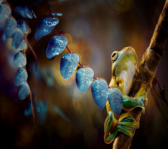 Frog Wallpaper - Download to your mobile from PHONEKY